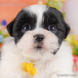 販売中の東京都のミックス犬-387219の1枚目