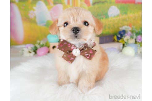 販売中の栃木県のミックス犬-387212の1枚目