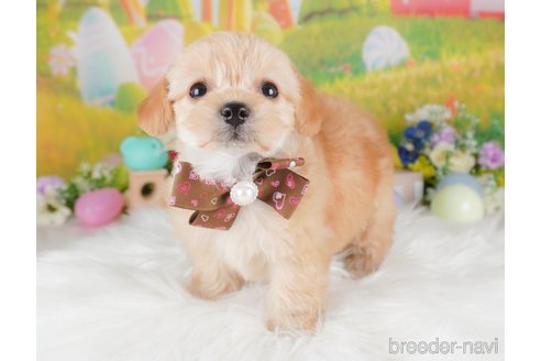 販売中の栃木県のミックス犬-387212の6枚目