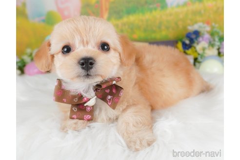 販売中の栃木県のミックス犬-387212の3枚目