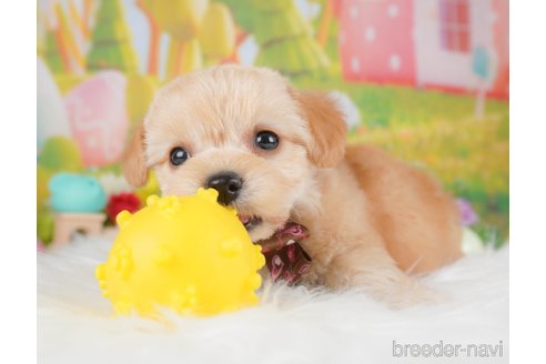 販売中の栃木県のミックス犬-387212の2枚目