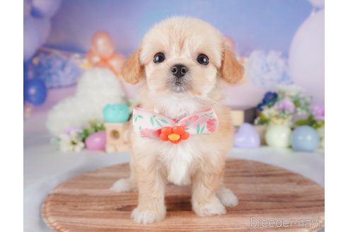 販売中の栃木県のミックス犬-387213