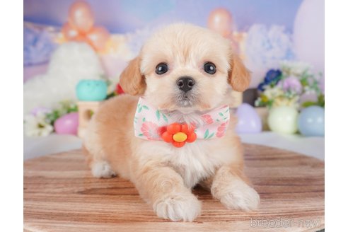 販売中の栃木県のミックス犬-387213の6枚目