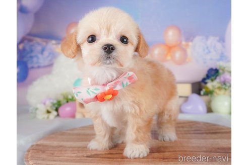 販売中の栃木県のミックス犬-387213の5枚目