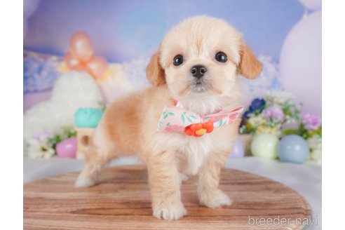 販売中の栃木県のミックス犬-387213の4枚目