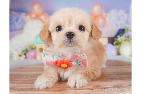 販売中の栃木県のミックス犬-387213の3枚目