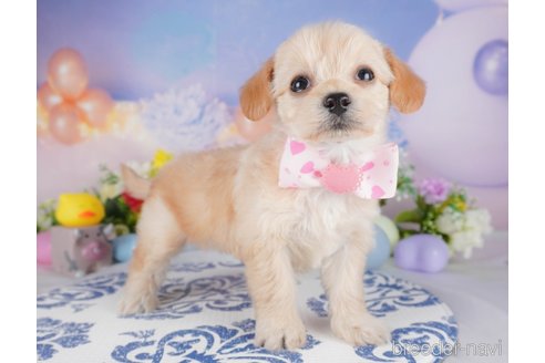 販売中の栃木県のミックス犬-387214