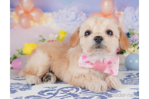 販売中の栃木県のミックス犬-387214の5枚目