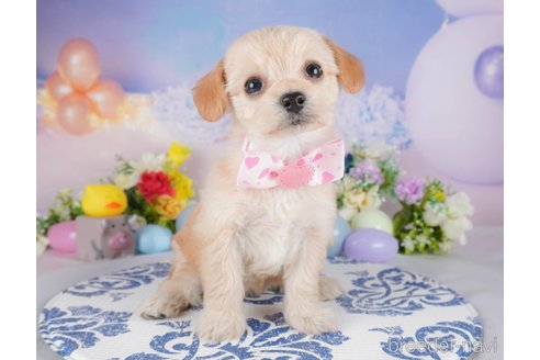 販売中の栃木県のミックス犬-387214の4枚目