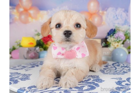 販売中の栃木県のミックス犬-387214の3枚目