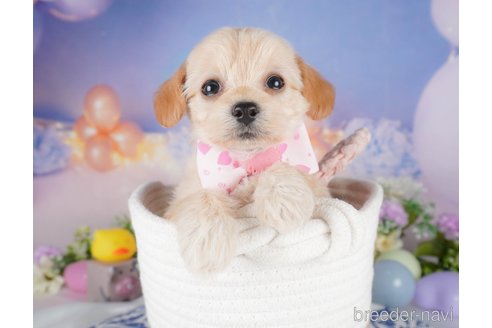 販売中の栃木県のミックス犬-387214の2枚目