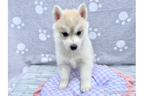 成約済の京都府のシベリアンハスキー-386073の2枚目