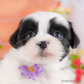 販売中の東京都のミックス犬-387221