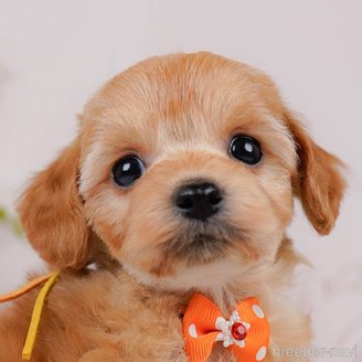 販売中の神奈川県のミックス犬-387272の1枚目