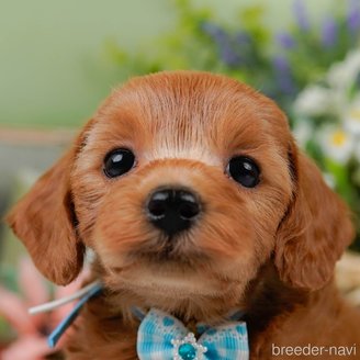 販売中の神奈川県のミックス犬-387273の1枚目