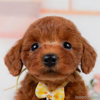 販売中の神奈川県のミックス犬-387274の1枚目