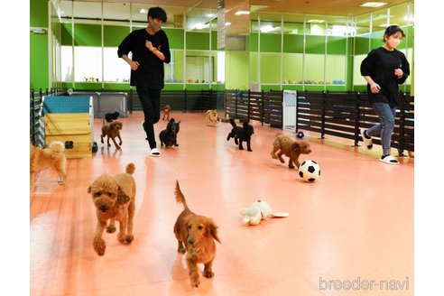 販売中の神奈川県のミックス犬-387274の2枚目