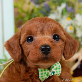 販売中の神奈川県のミックス犬-387275