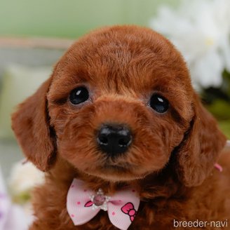 販売中の神奈川県のミックス犬-387276