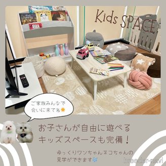 販売中の神奈川県のカニンヘンダックスフンド(ロングヘアード)-387283の3枚目