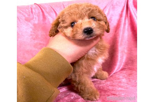 販売中の大阪府のタイニープードル-387357の4枚目