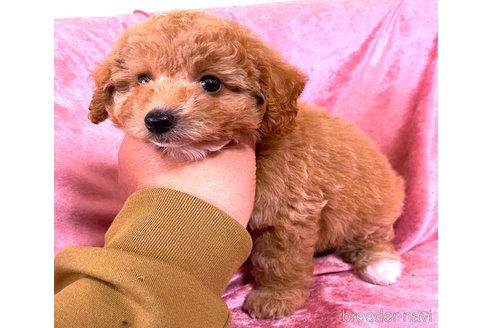 販売中の大阪府のタイニープードル-387357の3枚目