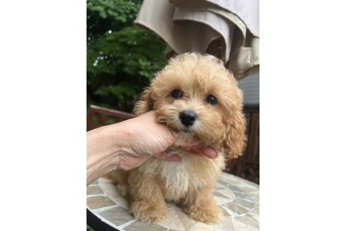 販売中の埼玉県のミックス犬-377419の3枚目