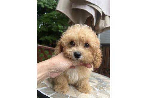 販売中の埼玉県のミックス犬-377419の2枚目