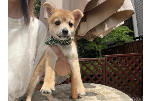 販売中の埼玉県のミックス犬-372853の6枚目