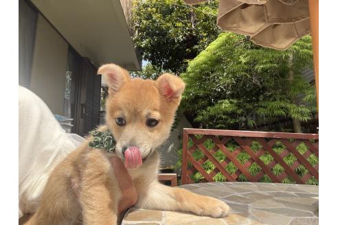 販売中の埼玉県のミックス犬-372853の5枚目