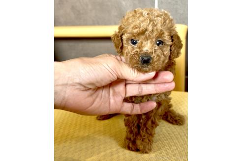 販売中の奈良県のタイニープードル-387110の7枚目