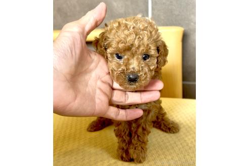 販売中の奈良県のタイニープードル-387110の6枚目