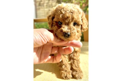 販売中の奈良県のタイニープードル-387110の5枚目
