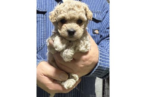 販売中の福島県のマルプー:マルチーズ×トイプードル-387376の9枚目