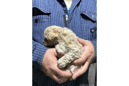 販売中の福島県のマルプー:マルチーズ×トイプードル-387376の6枚目