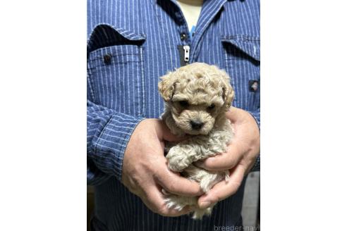 販売中の福島県のマルプー:マルチーズ×トイプードル-387376の5枚目