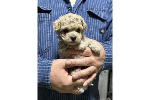 販売中の福島県のマルプー:マルチーズ×トイプードル-387376の4枚目