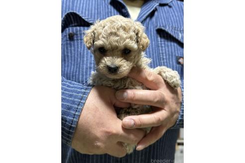 販売中の福島県のマルプー:マルチーズ×トイプードル-387376の2枚目