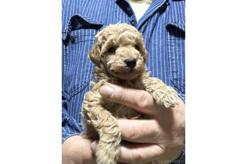 販売中の福島県のトイプードル-387378の8枚目