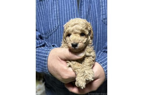 販売中の福島県のトイプードル-387378の3枚目