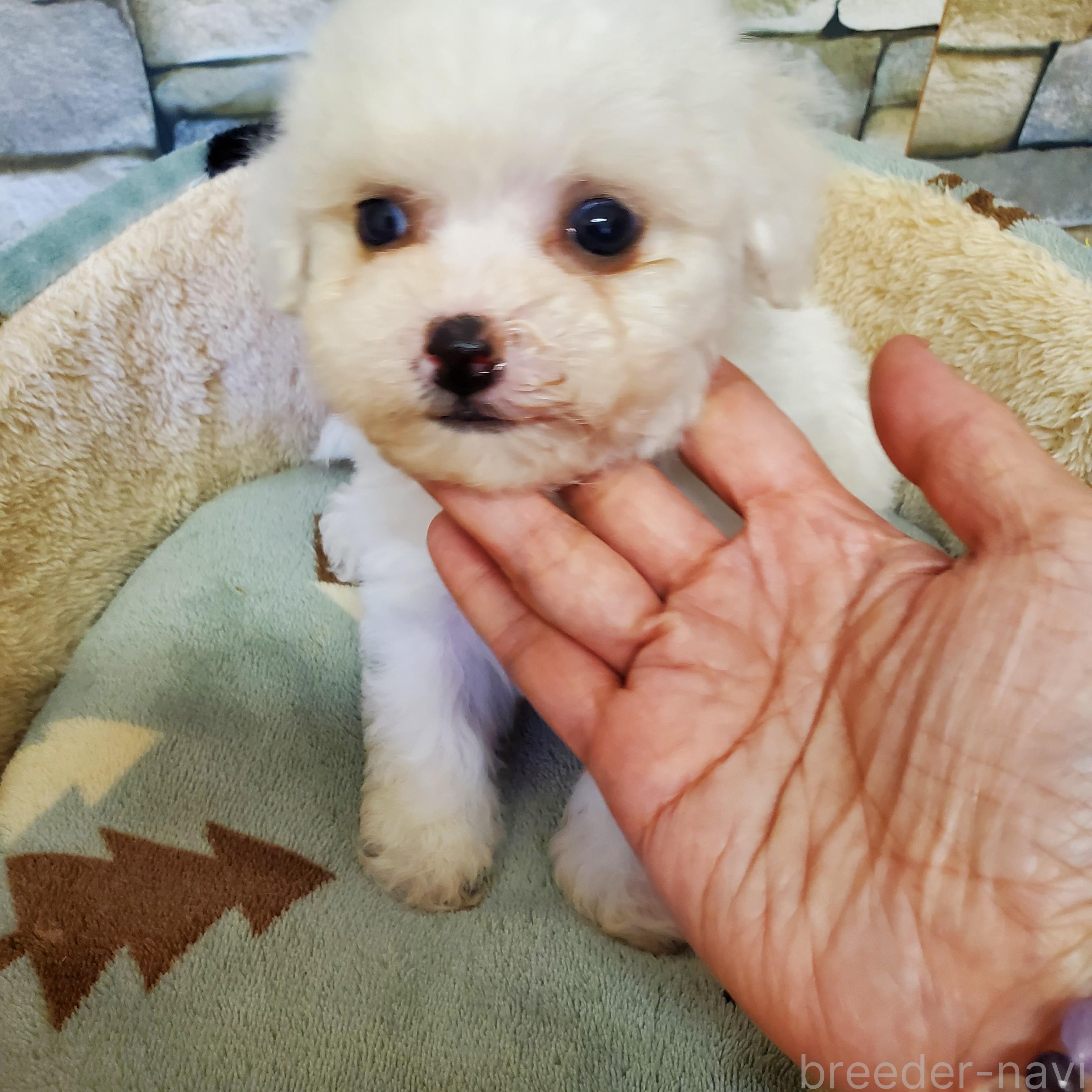 販売中の広島県のビションフリーゼ-382472の2枚目