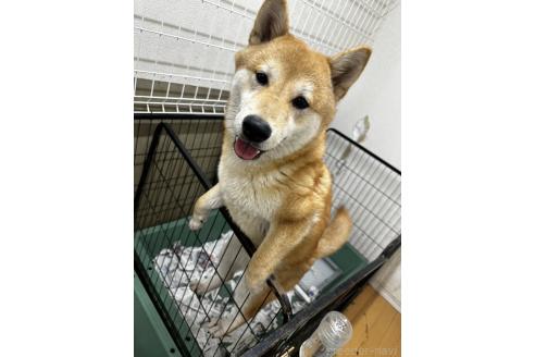 販売中の千葉県の柴犬-356976