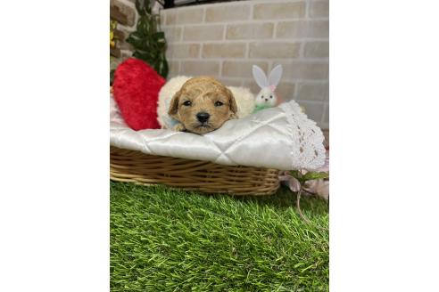 販売中の愛知県のトイプードル-387419の3枚目