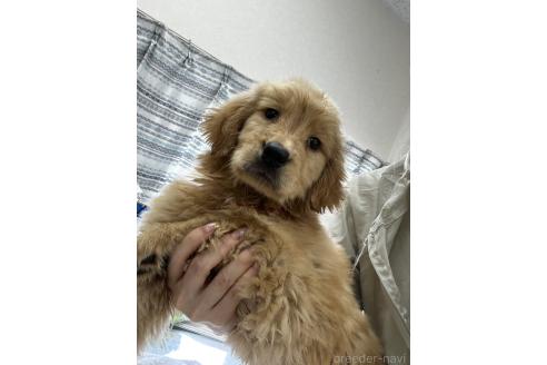 販売中の千葉県のゴールデンレトリーバー-381899