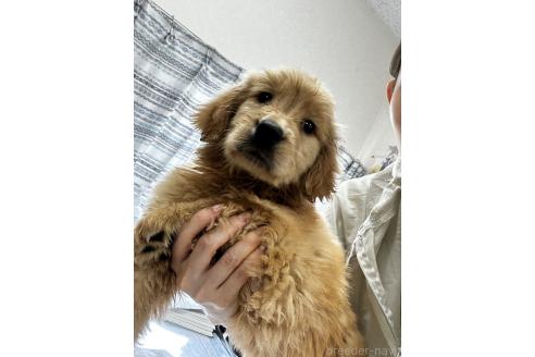 販売中の千葉県のゴールデンレトリーバー-381899の5枚目