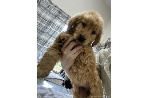 販売中の千葉県のゴールデンレトリーバー-381899の4枚目
