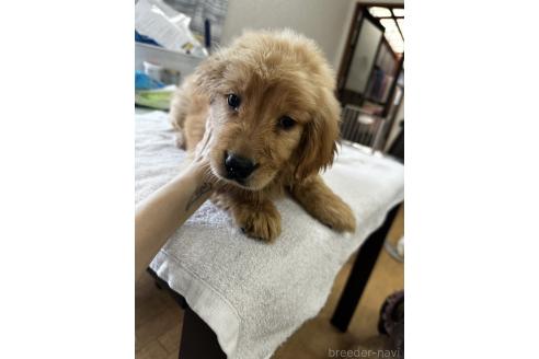 販売中の千葉県のゴールデンレトリーバー-381899の3枚目
