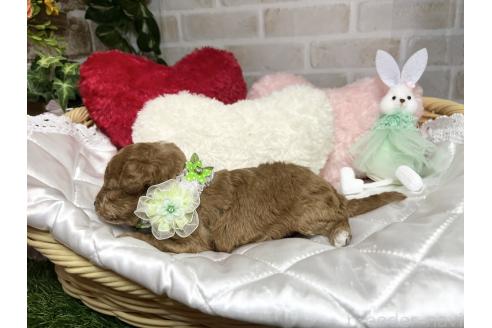販売中の愛知県のトイプードル-387421の4枚目