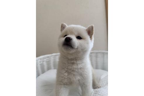 販売中の兵庫県の豆柴-387426の1枚目