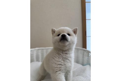 販売中の兵庫県の豆柴-387426の6枚目